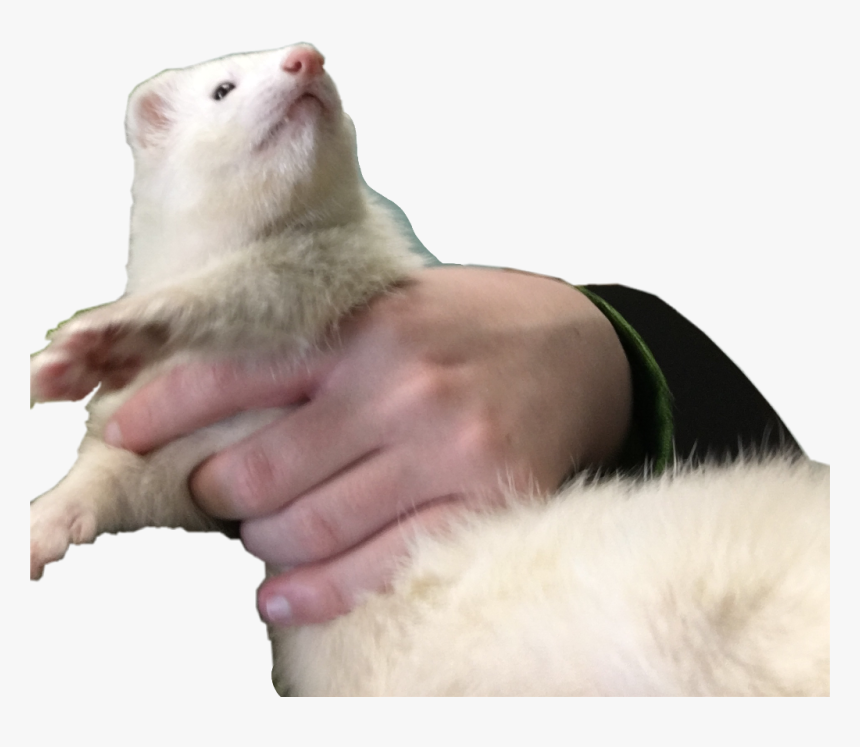 #ferret #ferrets #cute #pet #pets #animal #animals - Ferret, HD Png Download, Free Download