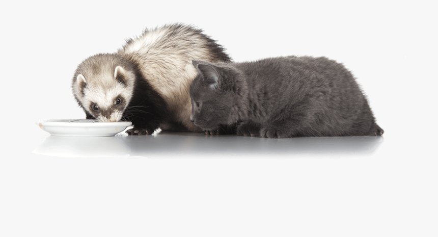 Ferrets Are Animals - Sea Otter, HD Png Download, Free Download