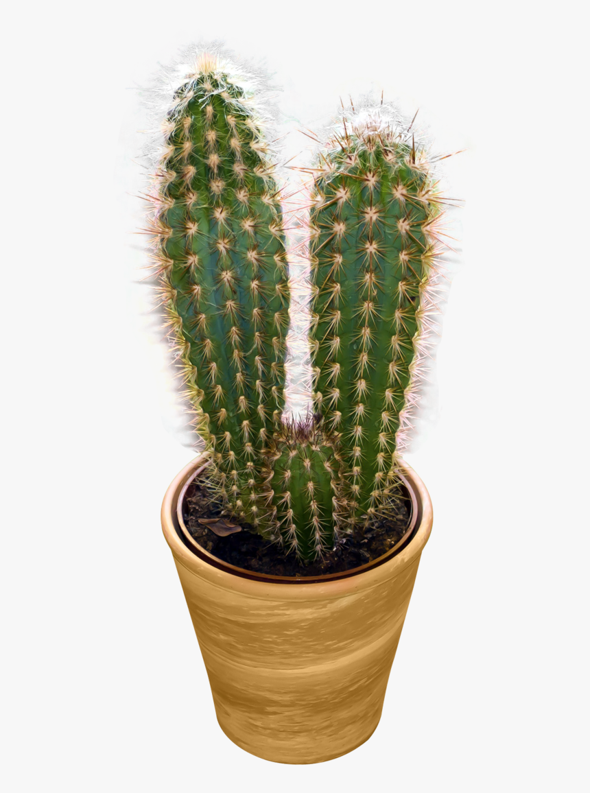 Cactus Png Transparent Image - Cactus Transparent Png, Png Download, Free Download