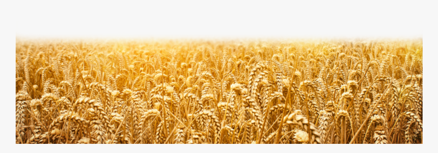 Wheat Field Png
available For Anything And Anyone To - Wheat, Transparent Png, Free Download