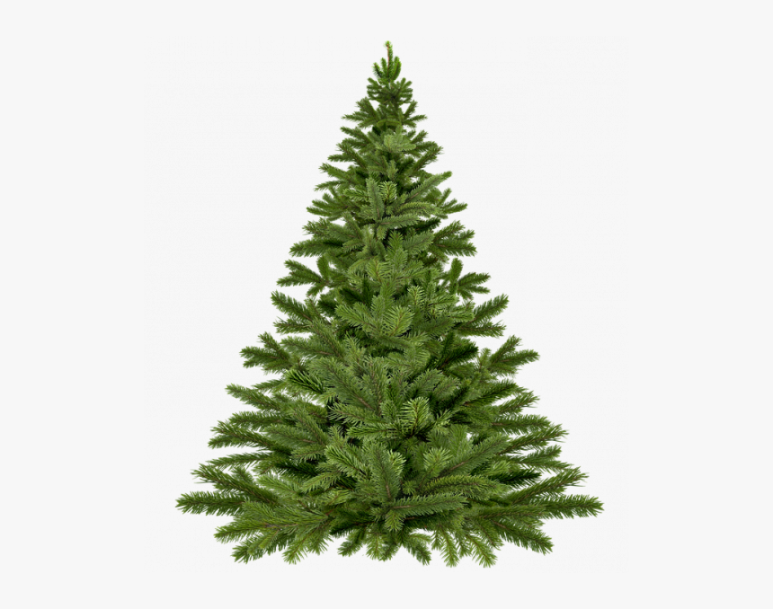 Christmas Tree Not Dressed Pixabay - Blank Christmas Tree Png, Transparent Png, Free Download