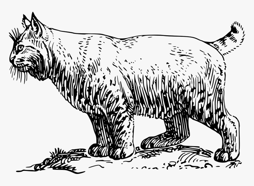 Bobcat Clip Art, HD Png Download, Free Download