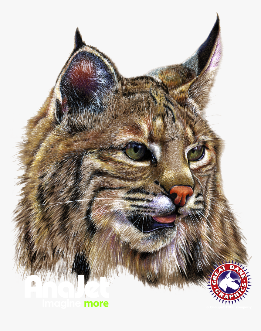 Bobcat Png, Transparent Png, Free Download