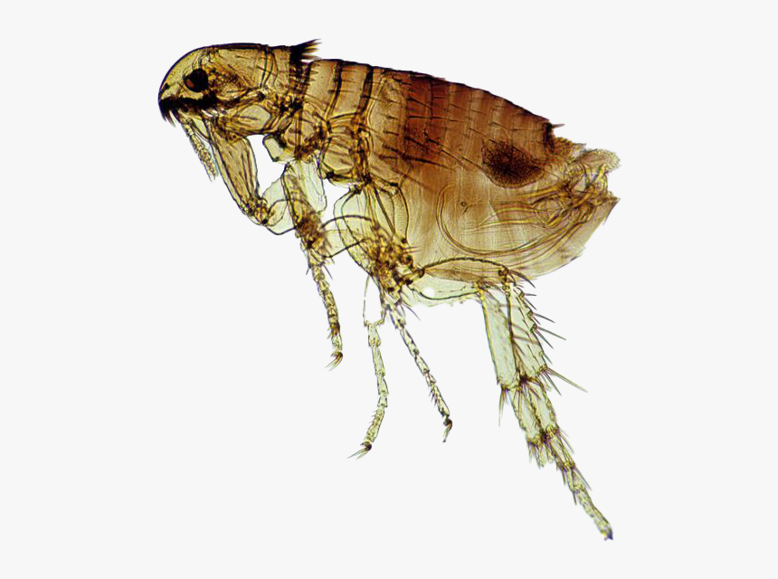 Dog Flea, HD Png Download, Free Download