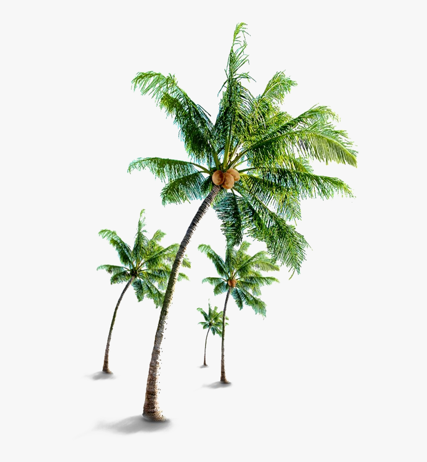 Coconut Tree Png Free Download - Coconut Tree Images Png, Transparent Png, Free Download