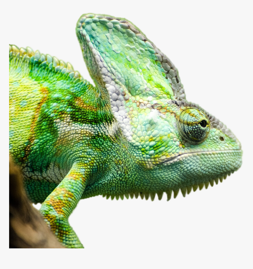 Veiled Chameleon Png, Transparent Png, Free Download