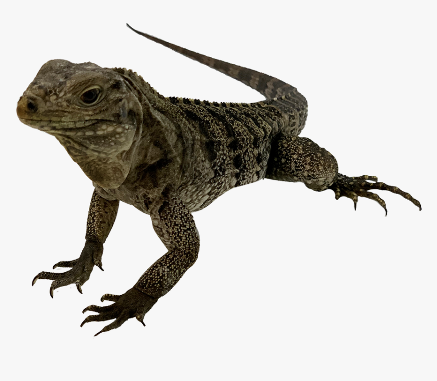 Iguana, HD Png Download - kindpng