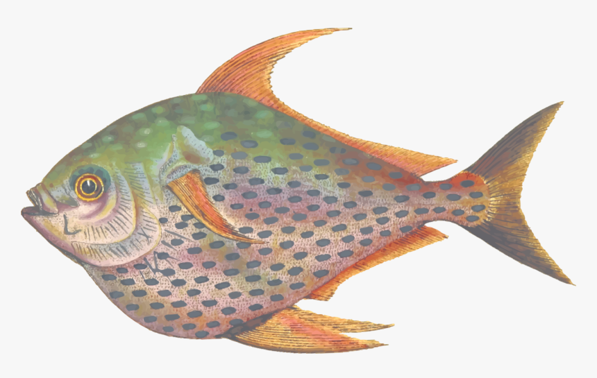 Marine Biology,tilapia,fin - Fish, HD Png Download, Free Download