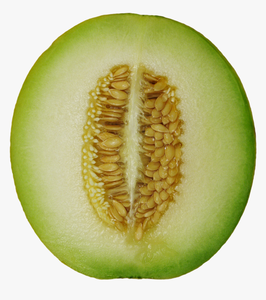 Winter Melon - Winter Melon Png Format, Transparent Png, Free Download