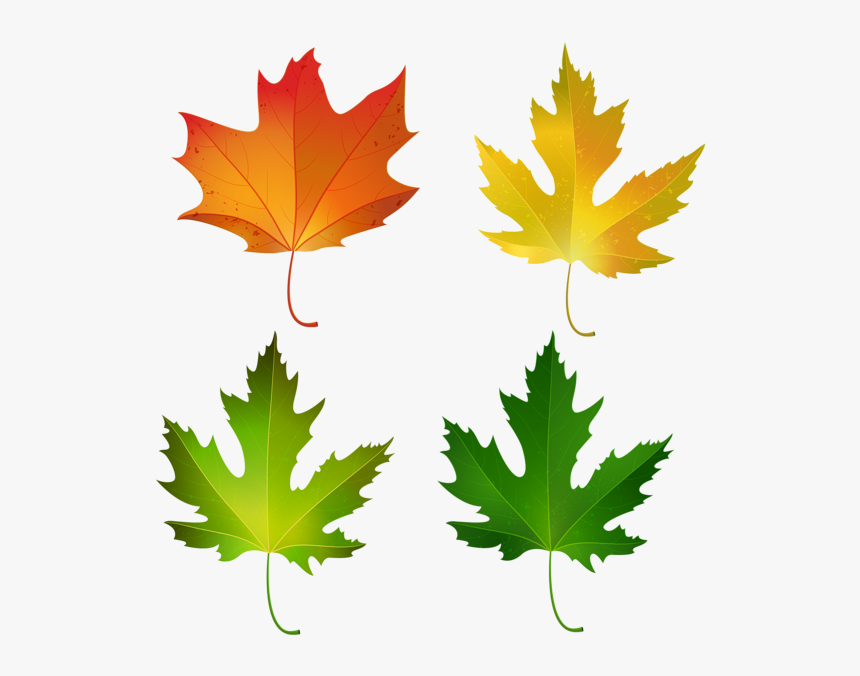 Maple Leaves Clipart, HD Png Download, Free Download