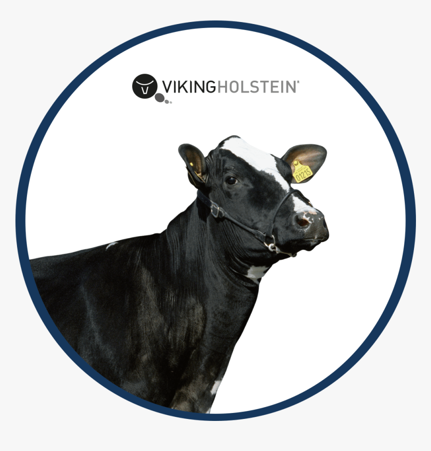 Dairy Cow, HD Png Download, Free Download