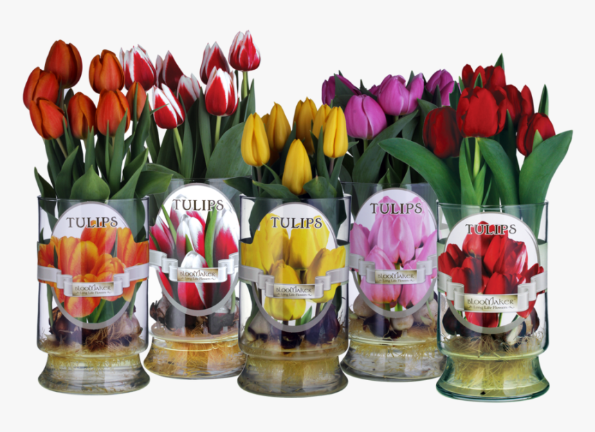 7 Bulbs - Lady Tulip, HD Png Download, Free Download