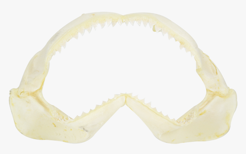 Shark Jaw 18" - Sharks, HD Png Download, Free Download