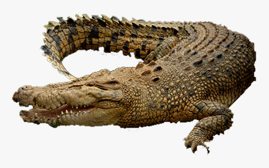 Png Of Crocodile - Chicago, Transparent Png, Free Download