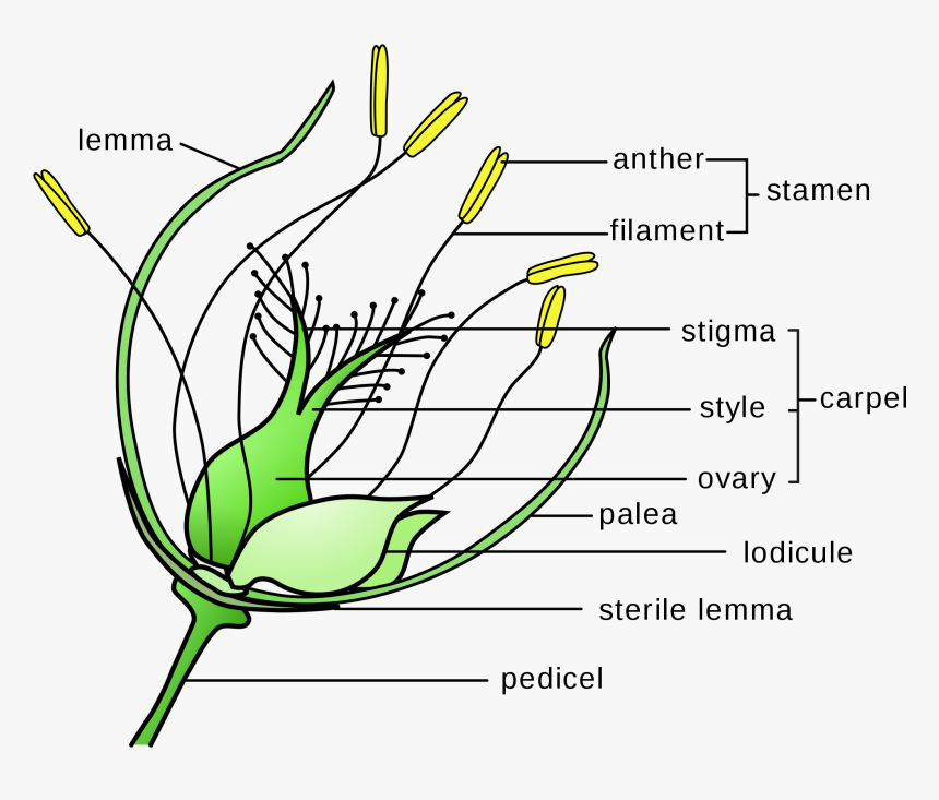 [DIAGRAM] Flower Pollination Diagrams - MYDIAGRAM.ONLINE
