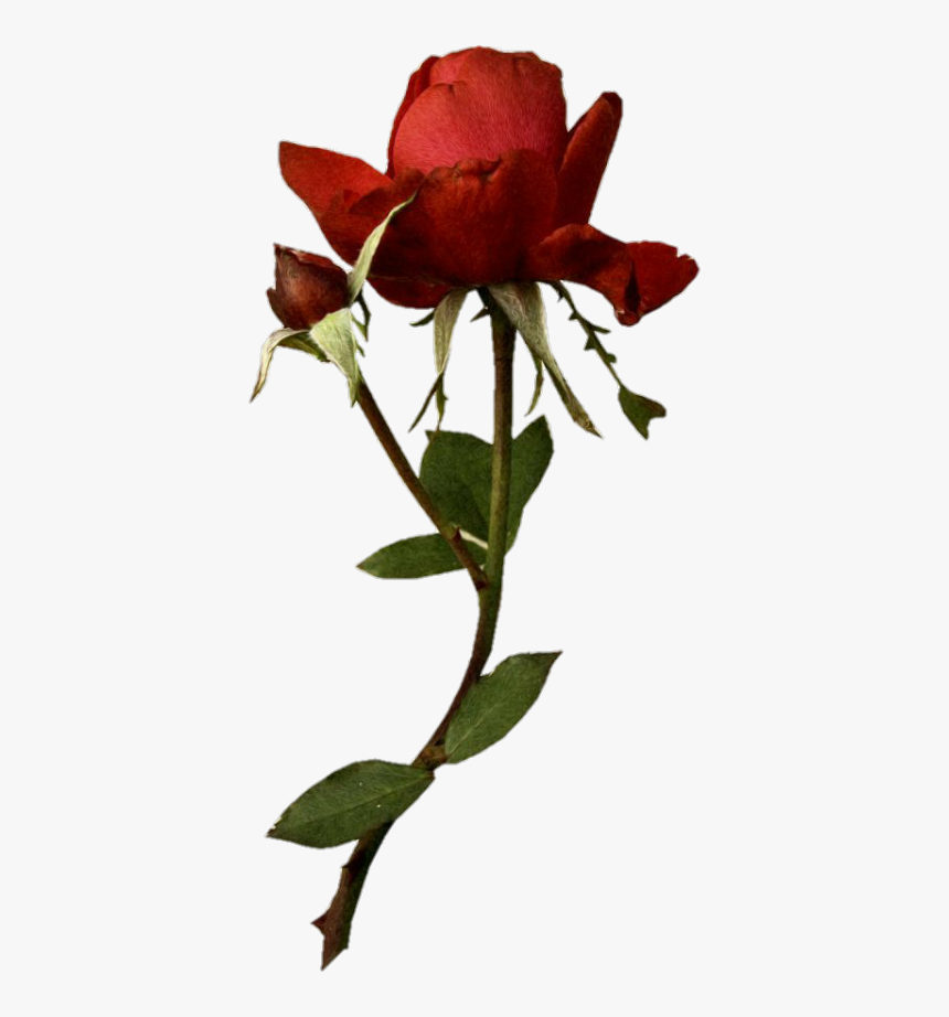 Image - Rose, HD Png Download, Free Download