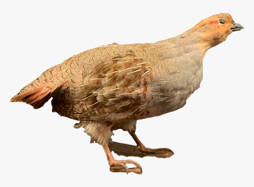 Partridge Png Photos - Turkey, Transparent Png, Free Download