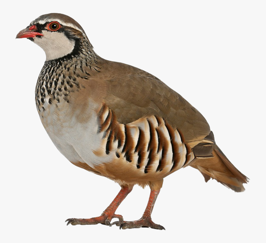 Partridge Background Png - Partridge White Background, Transparent Png, Free Download