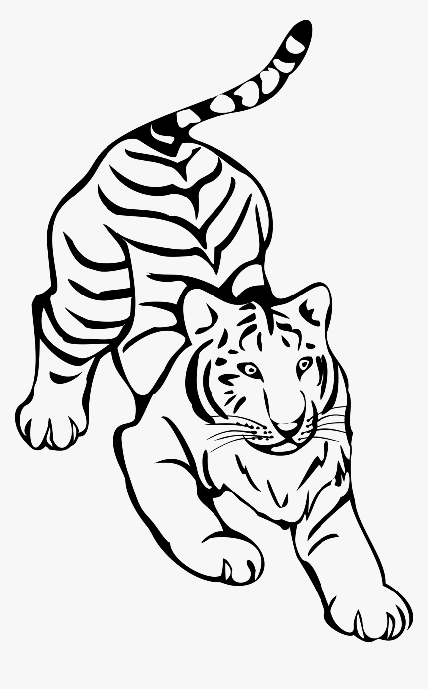 Tiger Png Clipart Png - Tiger Line Drawing Png, Transparent Png, Free Download