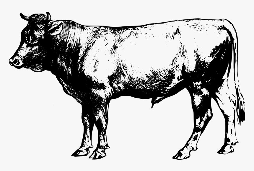 Beef Cattle Clipart, HD Png Download, Free Download