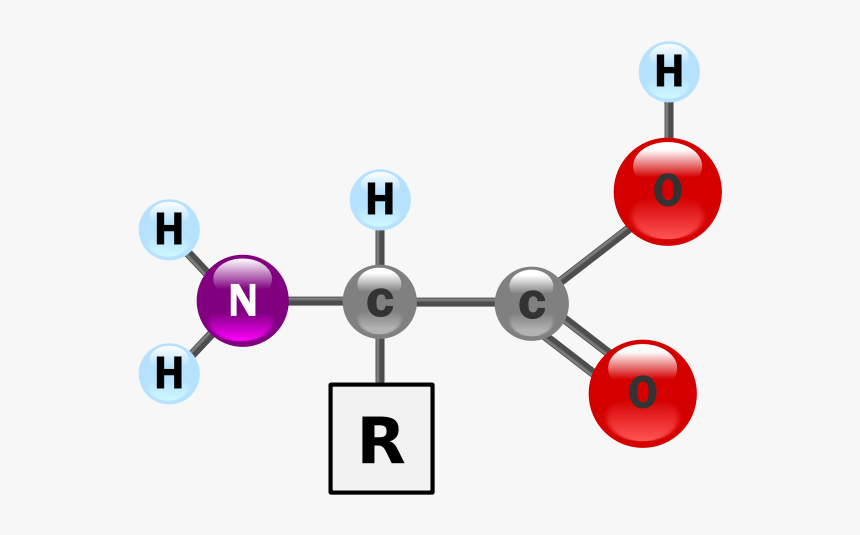 Amino Acid Structure A Level, HD Png Download, Free Download