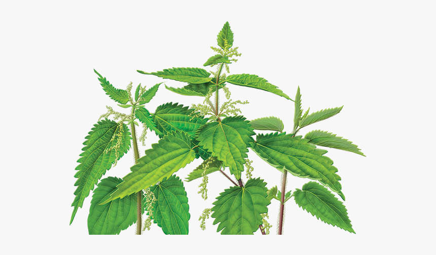 Fresh Nettle Drug Images - Nettle Leaf Png, Transparent Png, Free Download