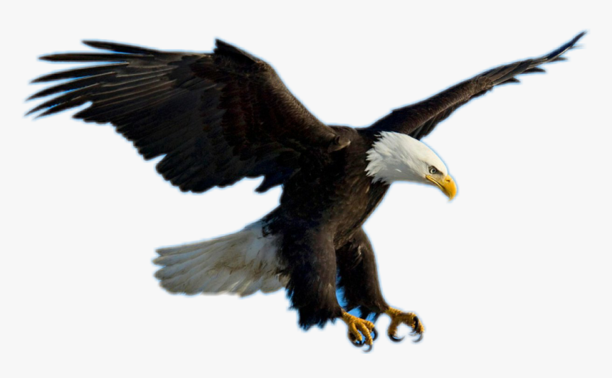 #aguila - Transparent Eagle Flying, HD Png Download, Free Download