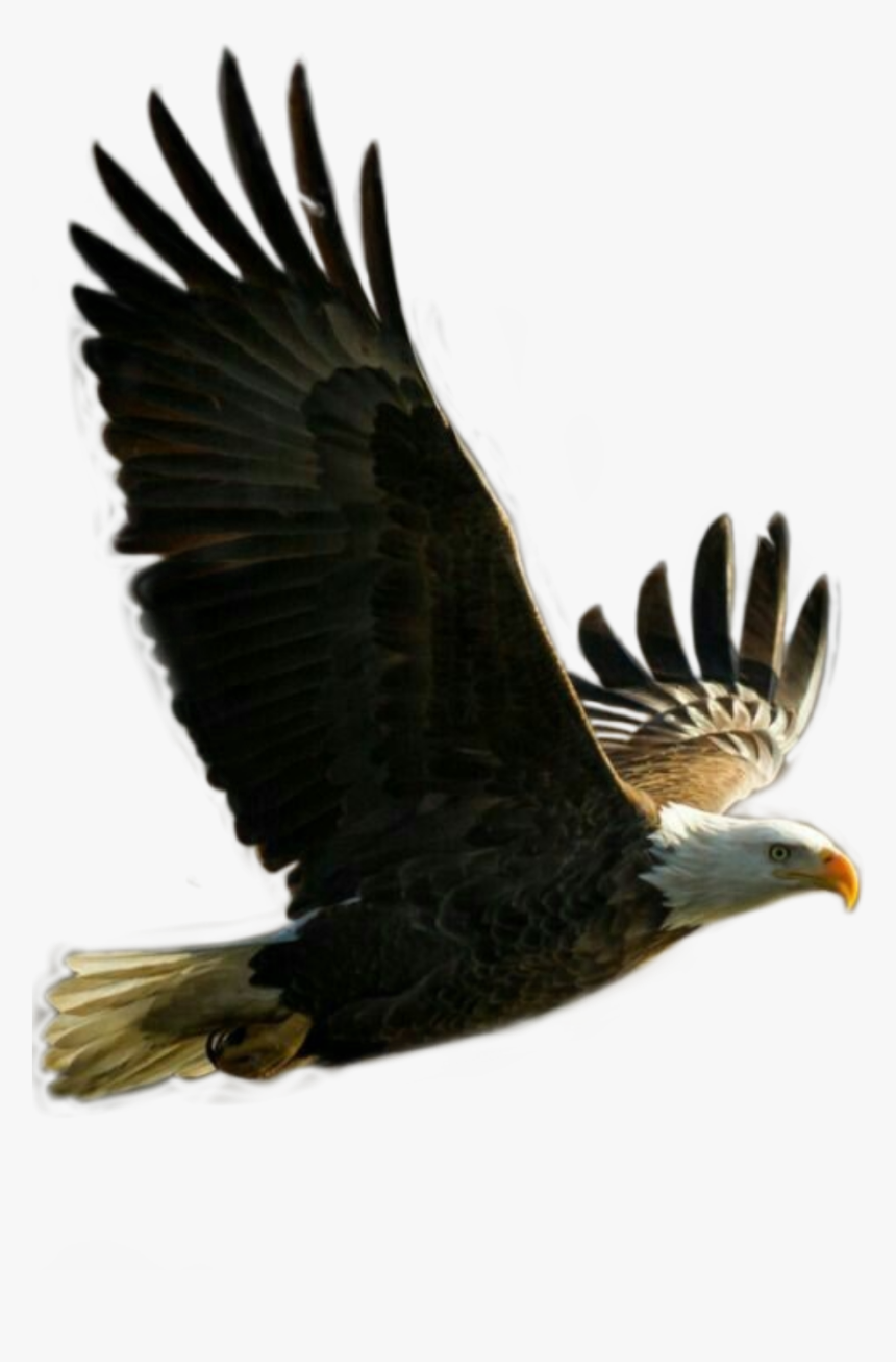 #aguila Volando - Picsart Egiel, HD Png Download, Free Download