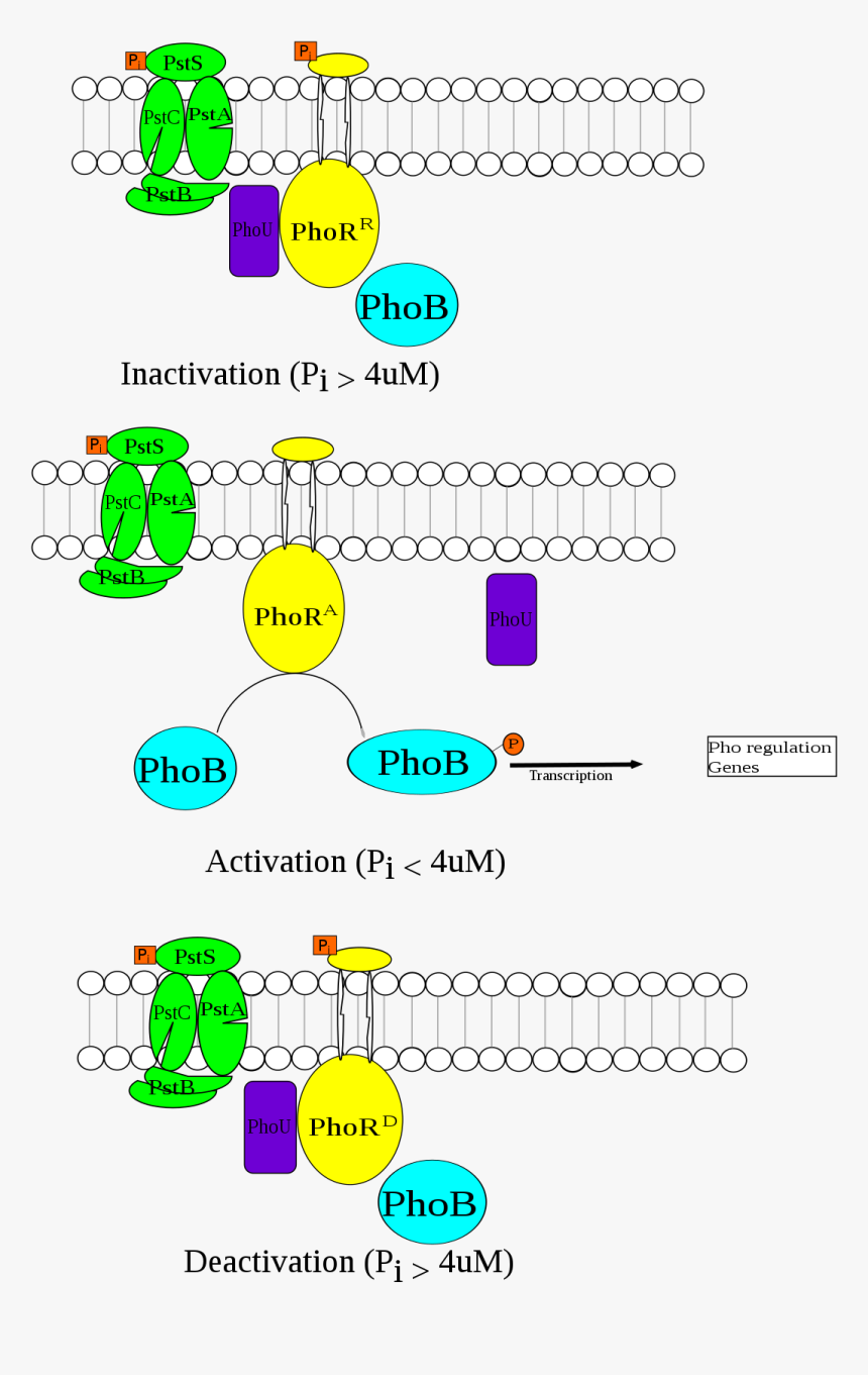 Phosphate Regulon, HD Png Download, Free Download