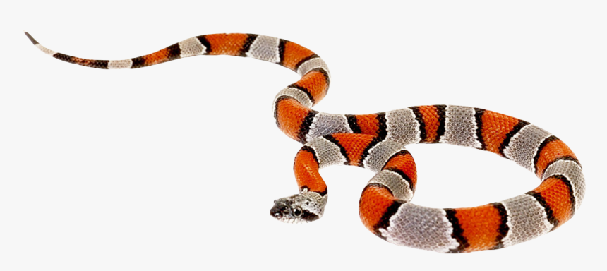 Transparent Coral Snake Png, Png Download, Free Download