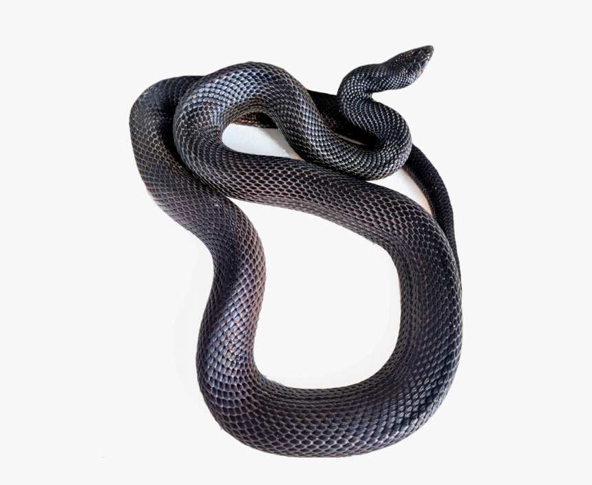 Milk Snake Png - Black Racer Snake Transparent, Png Download, Free Download