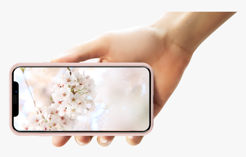 Perfect Combination Of The Silky Soft Touch Feeling - Cherry Blossom, HD Png Download, Free Download