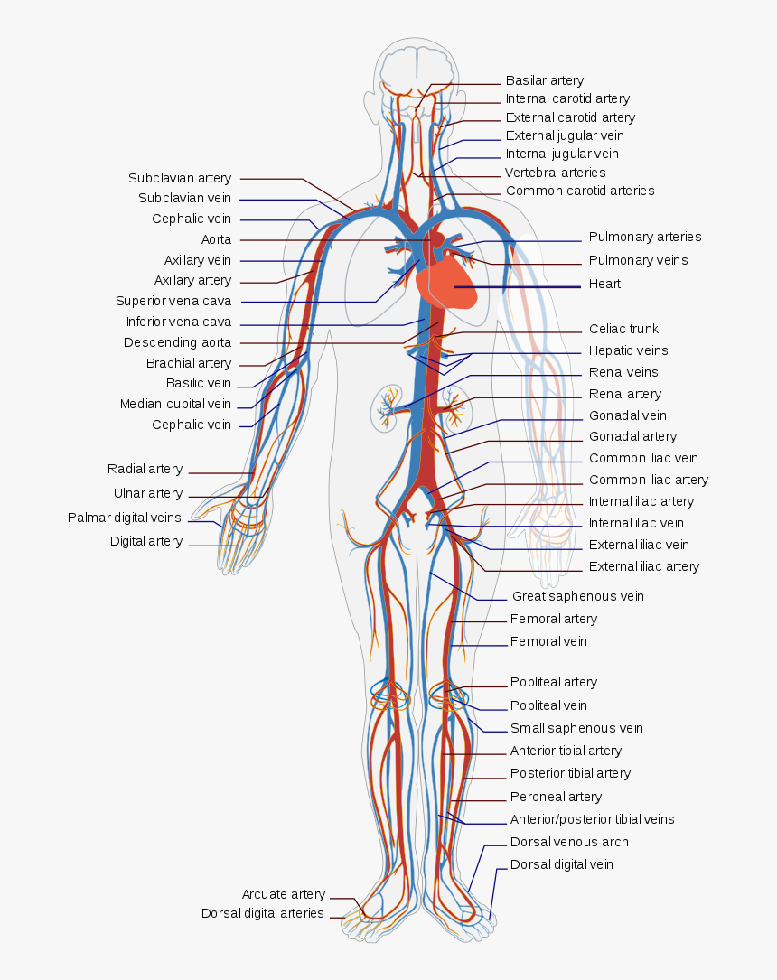 Blood Flow In Body, HD Png Download, Free Download