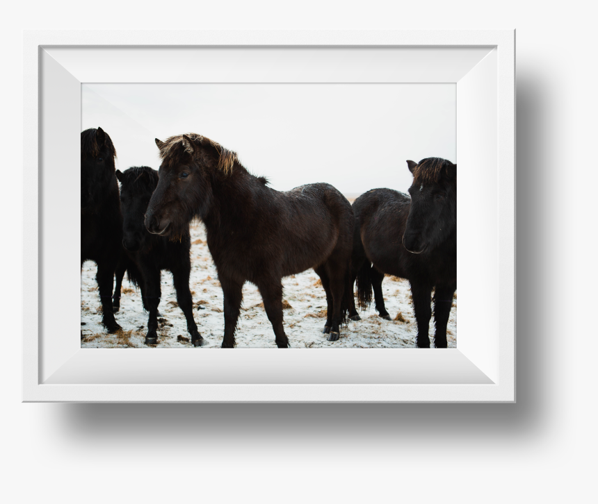 Wild-horses - Stallion, HD Png Download, Free Download