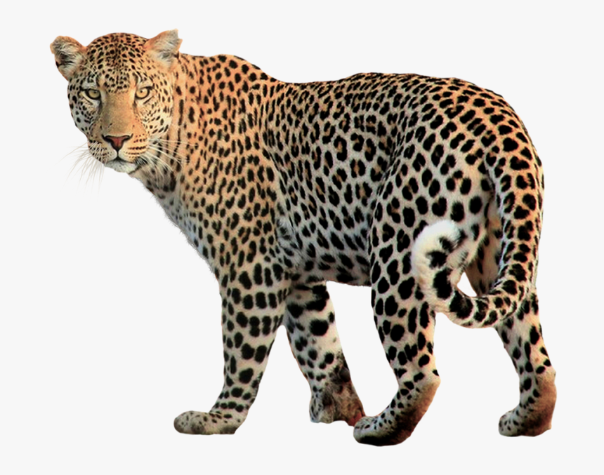 Image png transparent. Гепард леопард Ягуар. Переднеазиатский леопард на белом фоне. Переднеазиатский леопард вектор. 0154944 Leopard.