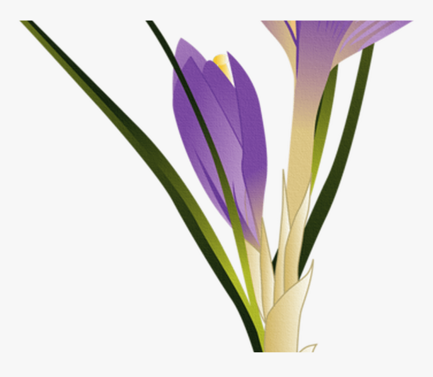 Transparent Crocus Png - Spring Crocus, Png Download, Free Download