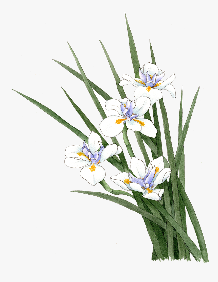 Transparent Crocus Png - Snow Crocus, Png Download, Free Download