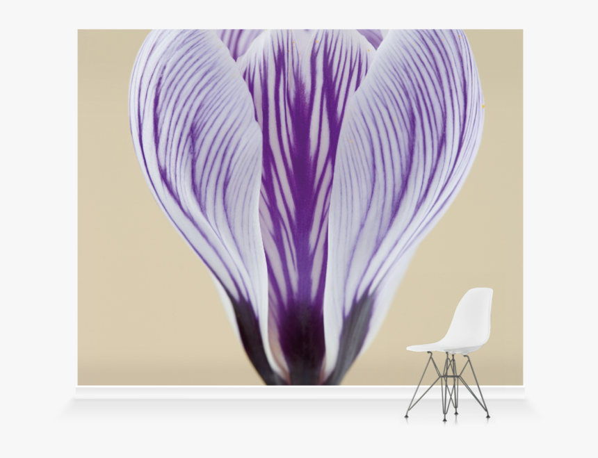 Spring Crocus, HD Png Download, Free Download