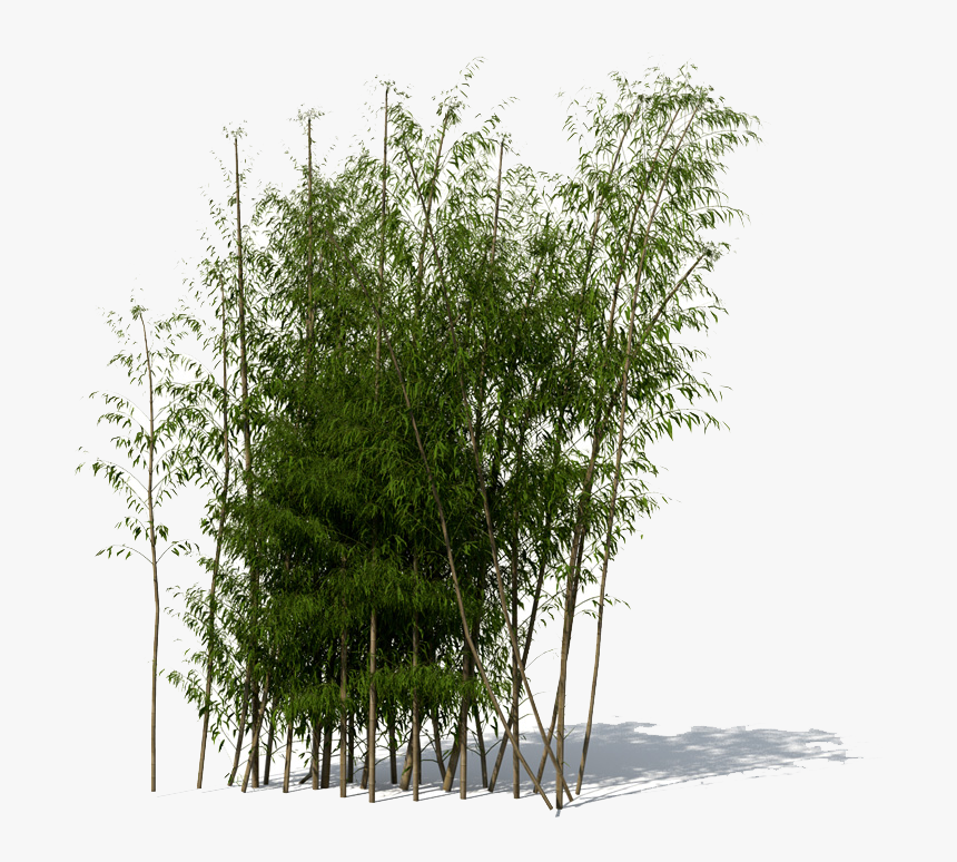 Download Bamboo Png File - Bamboo Tree Png, Transparent Png, Free Download
