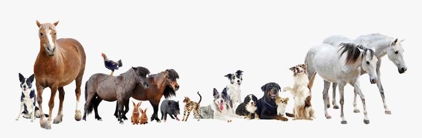 Large And Small Animal Vet , Png - Large And Small Animal Vet, Transparent Png, Free Download