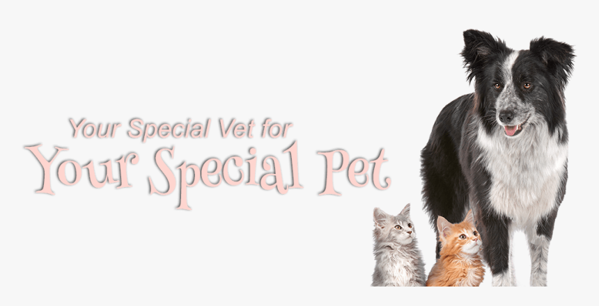 Your Special Vet For Your Special Pet - Borzoi, HD Png Download, Free Download