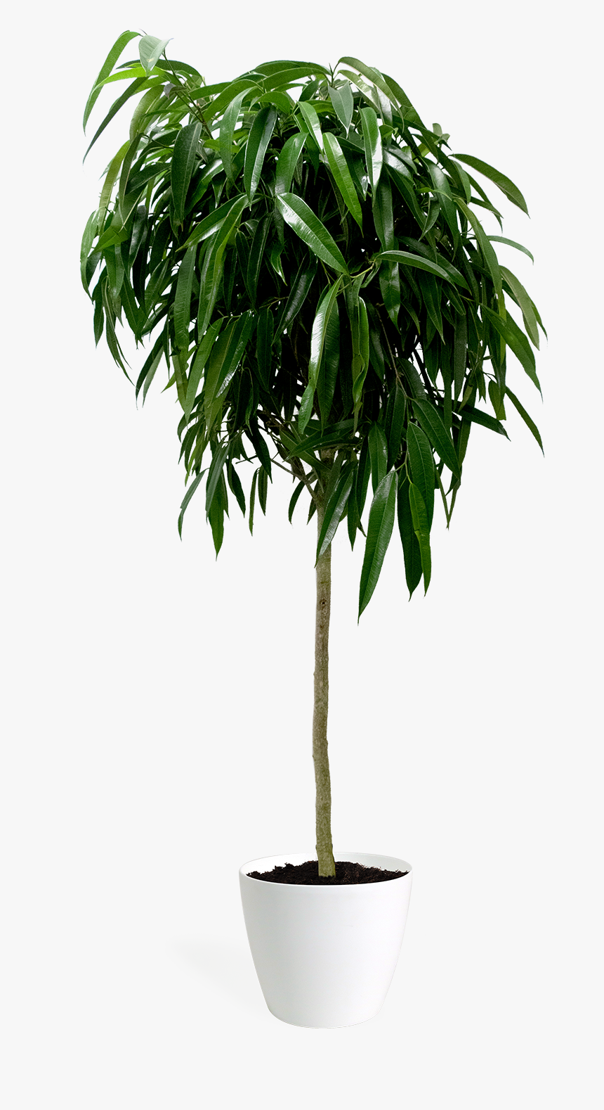 Alii Ficus, HD Png Download, Free Download