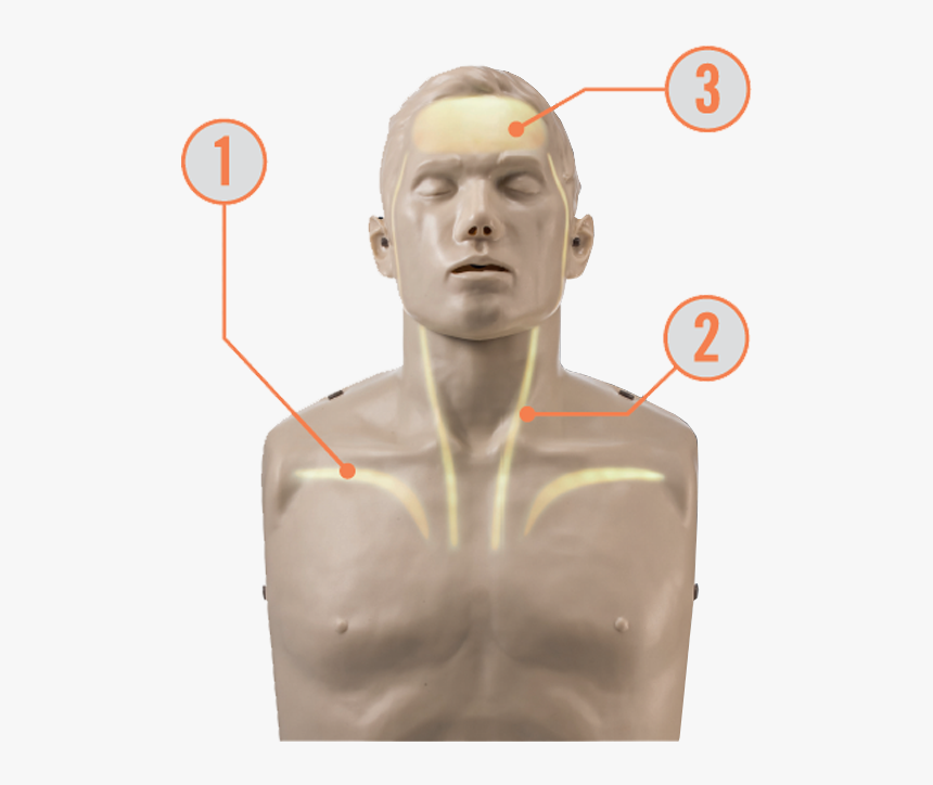 Brayden Pro Cpr Manikin, HD Png Download, Free Download