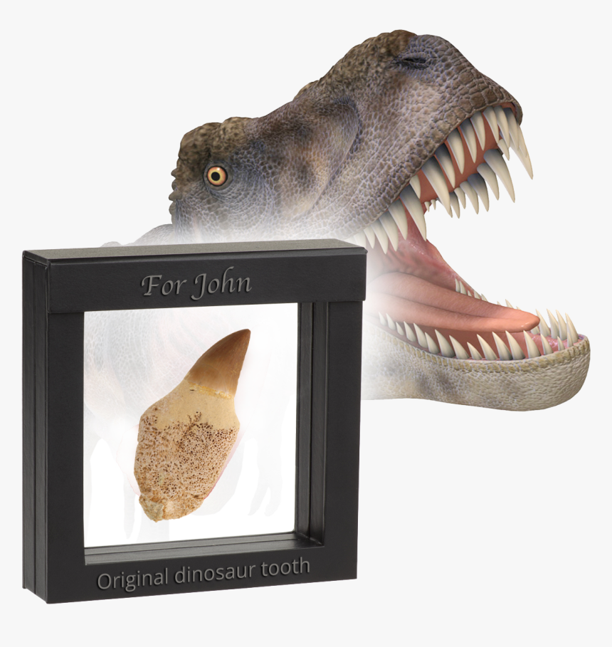 Original Dinosaur Tooth - Dinosaurs Diente, HD Png Download - kindpng