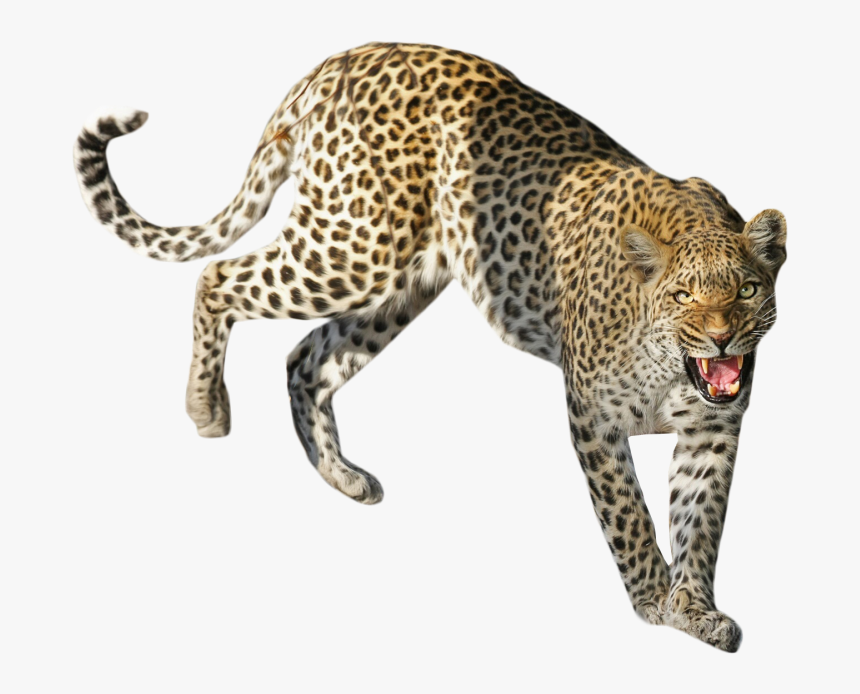 Leopard Standing Png Image - Leopard Png Images Transparent, Png Download, Free Download