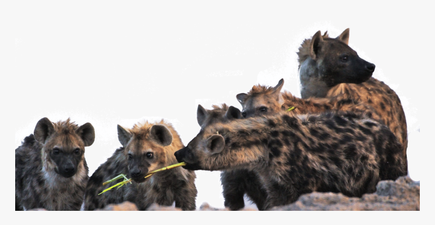 Hyena , Png Download - Hyena, Transparent Png, Free Download