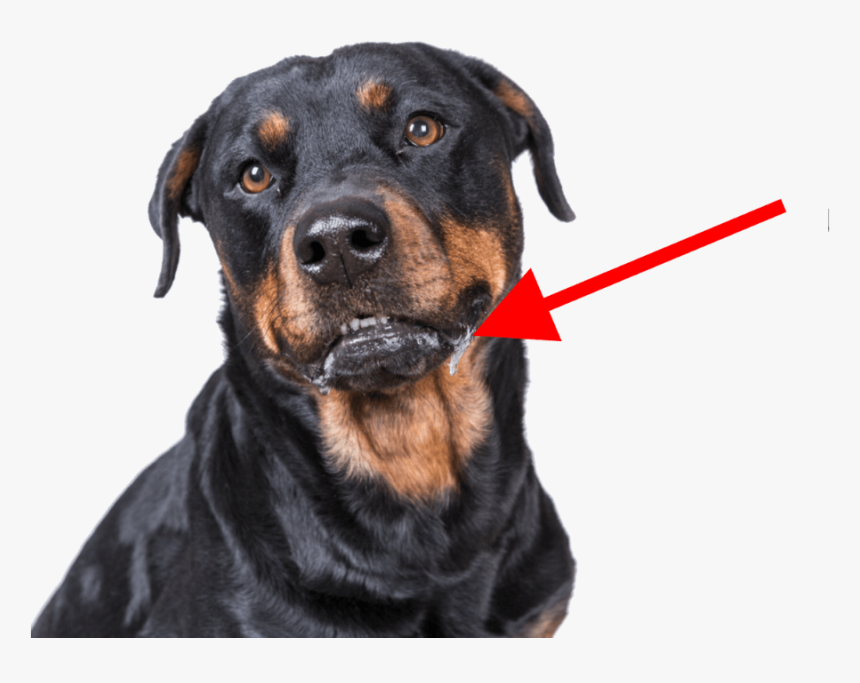 Rottweiler, HD Png Download, Free Download