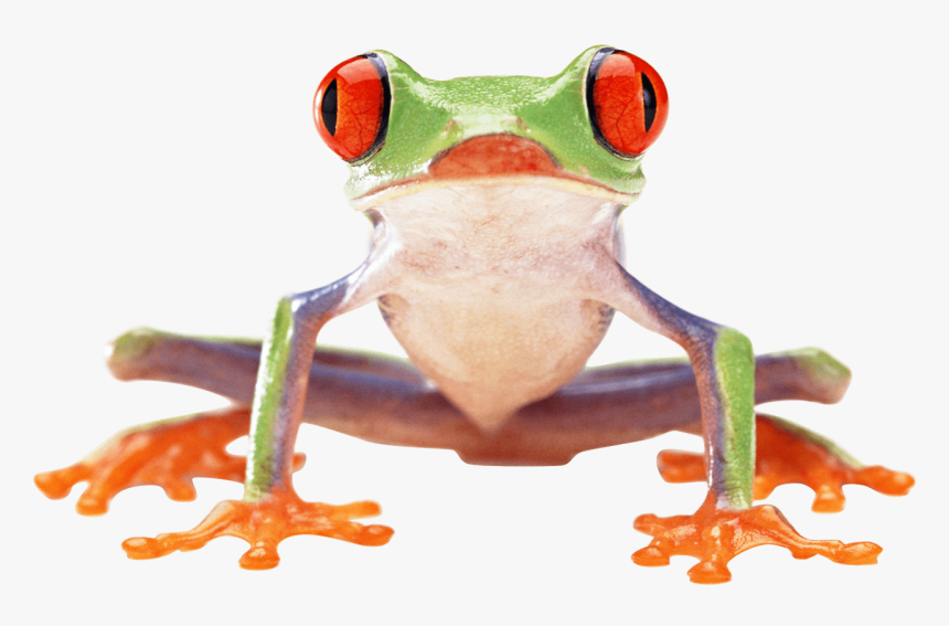 Crazy Green Frog Png Image - Red Eyed Tree Frog Front, Transparent Png, Free Download