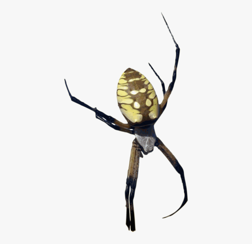 Orb Weaver Spider Png, Transparent Png, Free Download