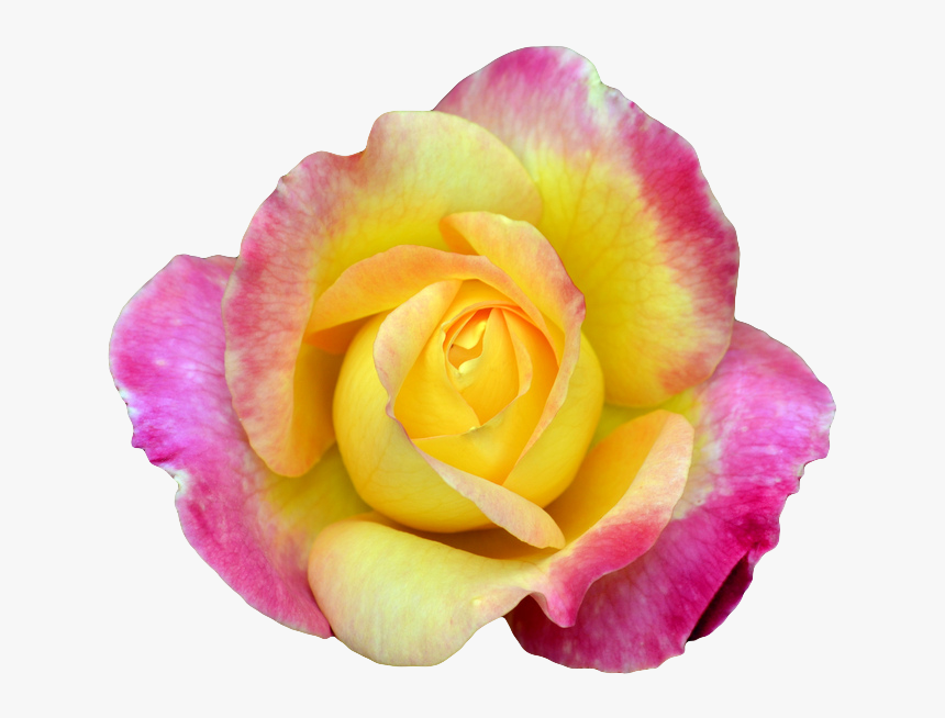 Pink And Yellow Rose Png , Png Download - Rose, Transparent Png, Free Download